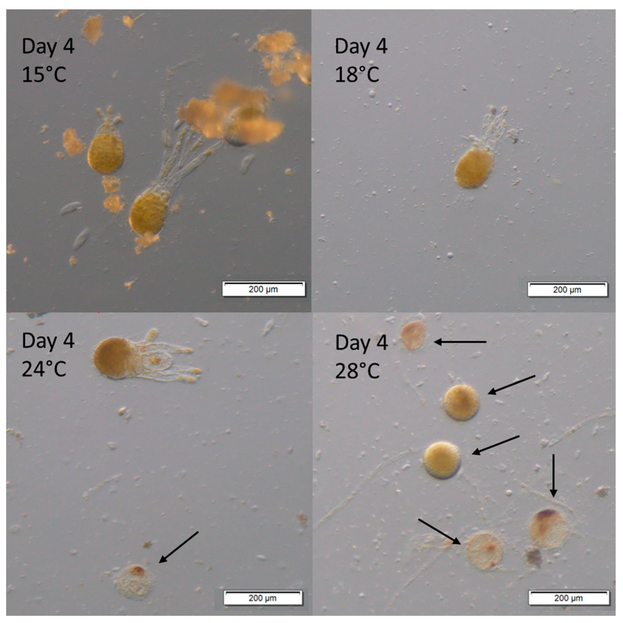 Jmse 12 00514 g006 Jmse 12 00514 g006