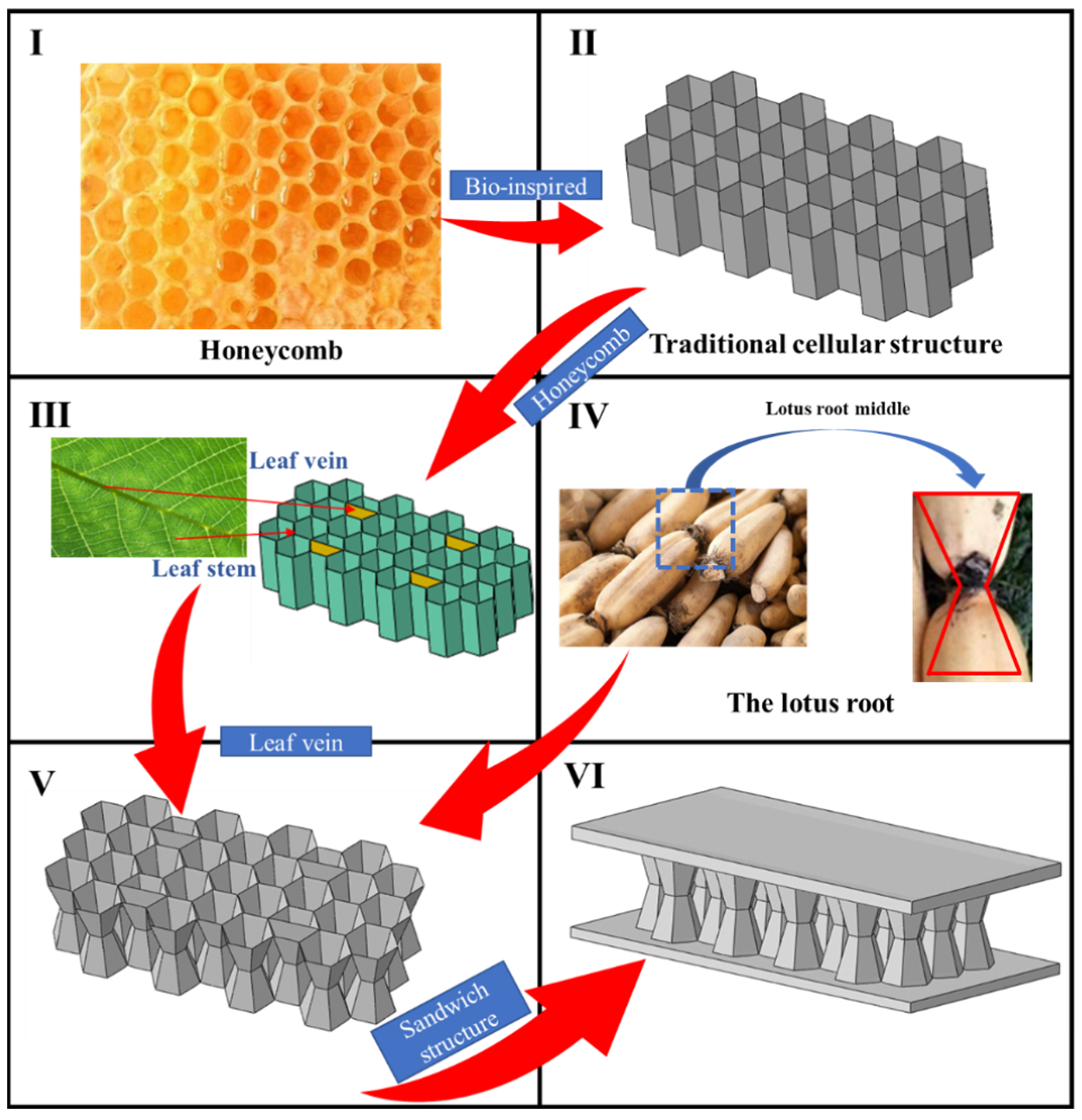 Study on the Deformation Mode and Energy Absorption Characteristics of  Protective Honeycomb Sandwich Structures Based on the Combined Design of  Lotus Root Nodes and Leaf Stem Veins