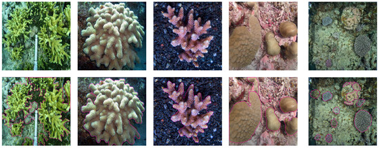 CIS: A Coral Instance Segmentation Network Model with Novel Upsampling ...