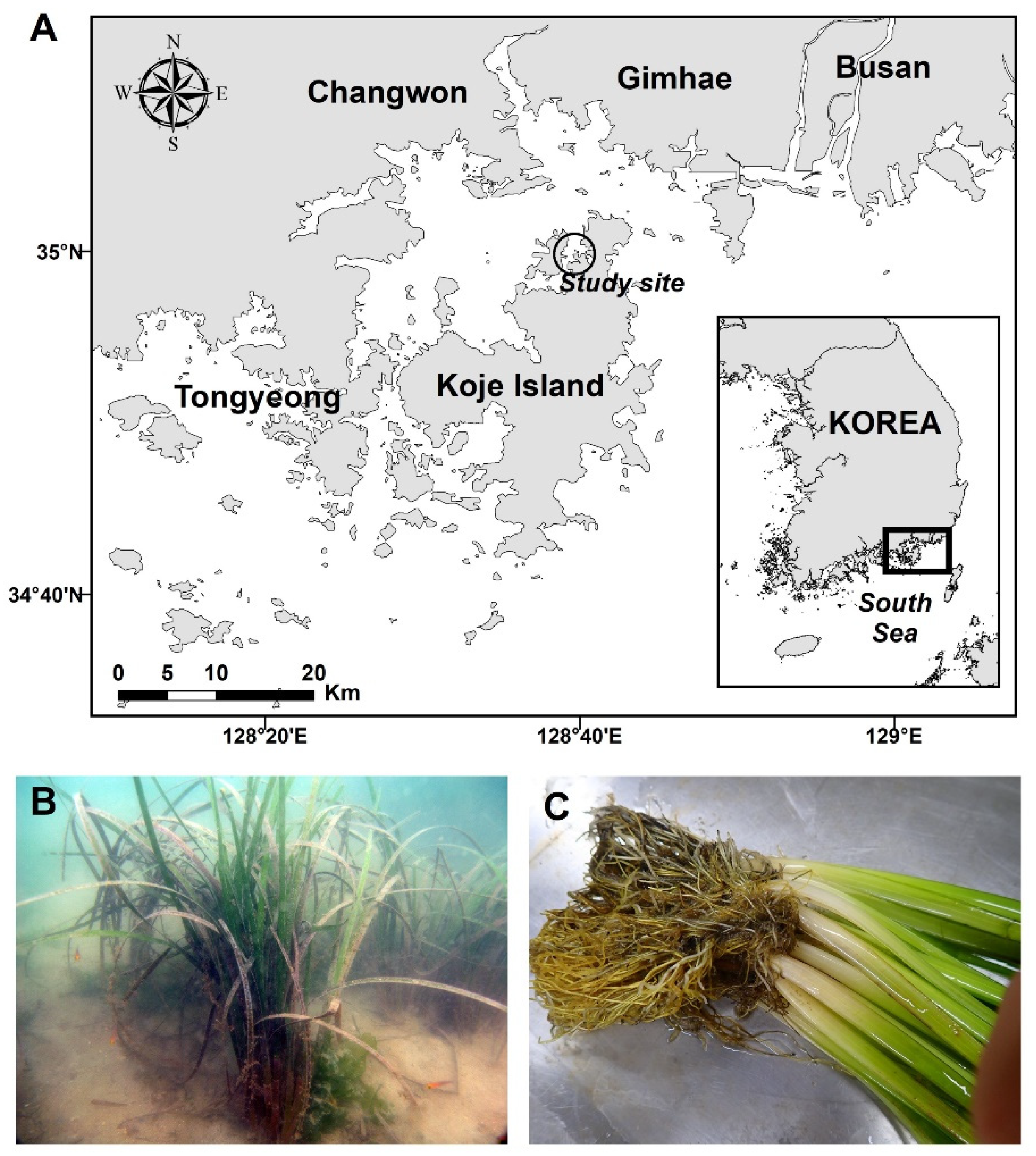 Tuft Dynamics and the Reproductive Phenology of Zostera caespitosa 