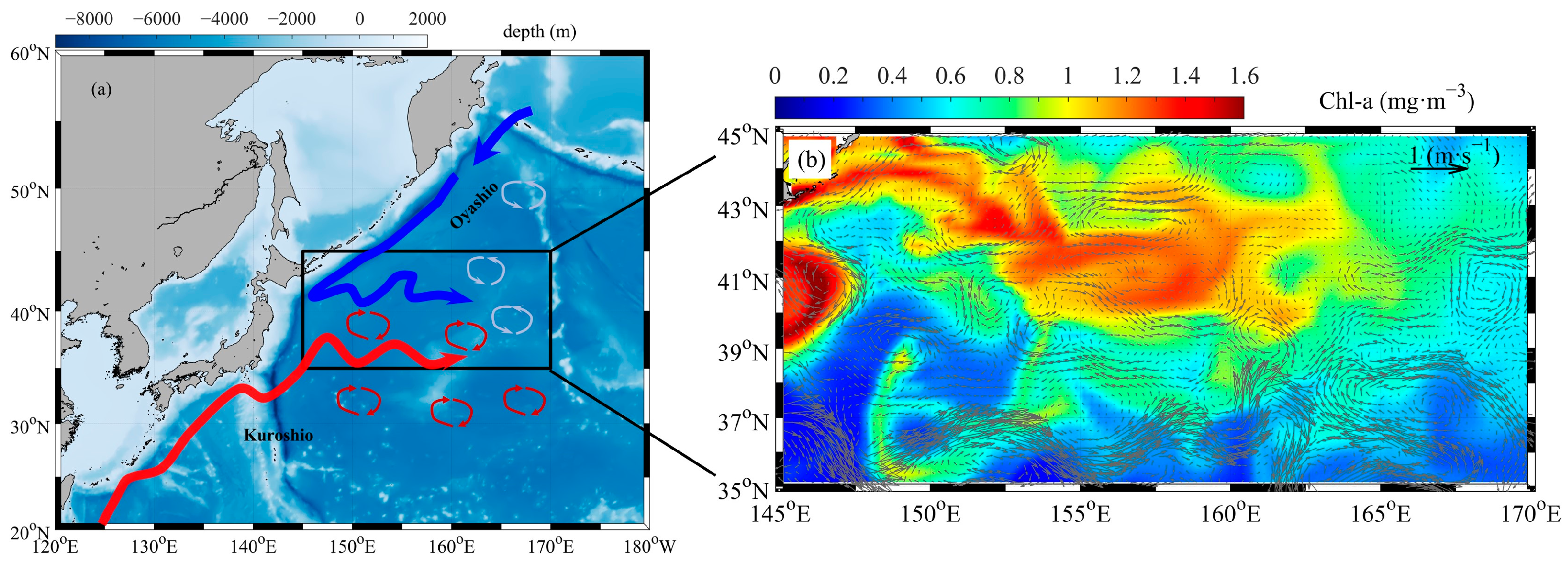 Response of Subsurface Chlorophyll Maximum Depth to
