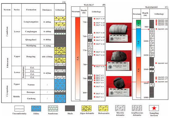 お気に入り Thorium and Uranium of Mechanisms Accumulation Lower the in その他
