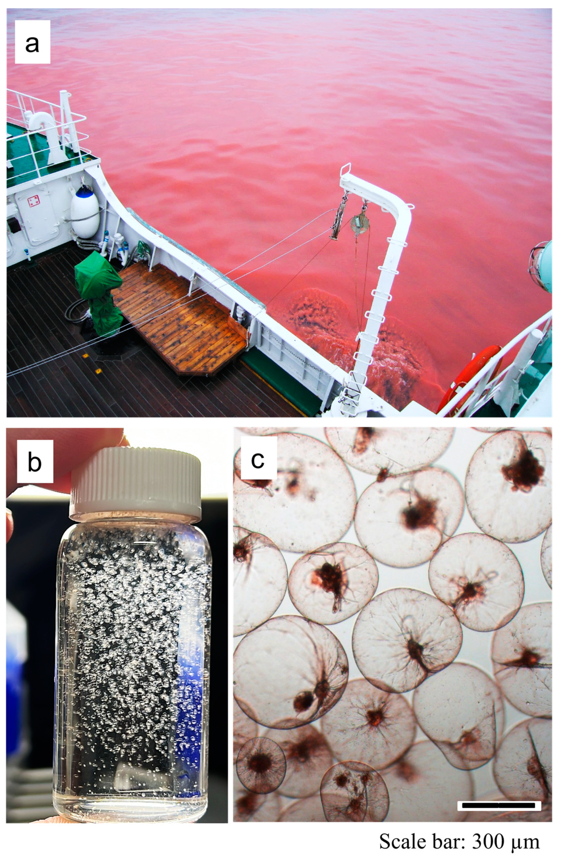 Jmse 13 00866 g002 Jmse 13 00866 g002