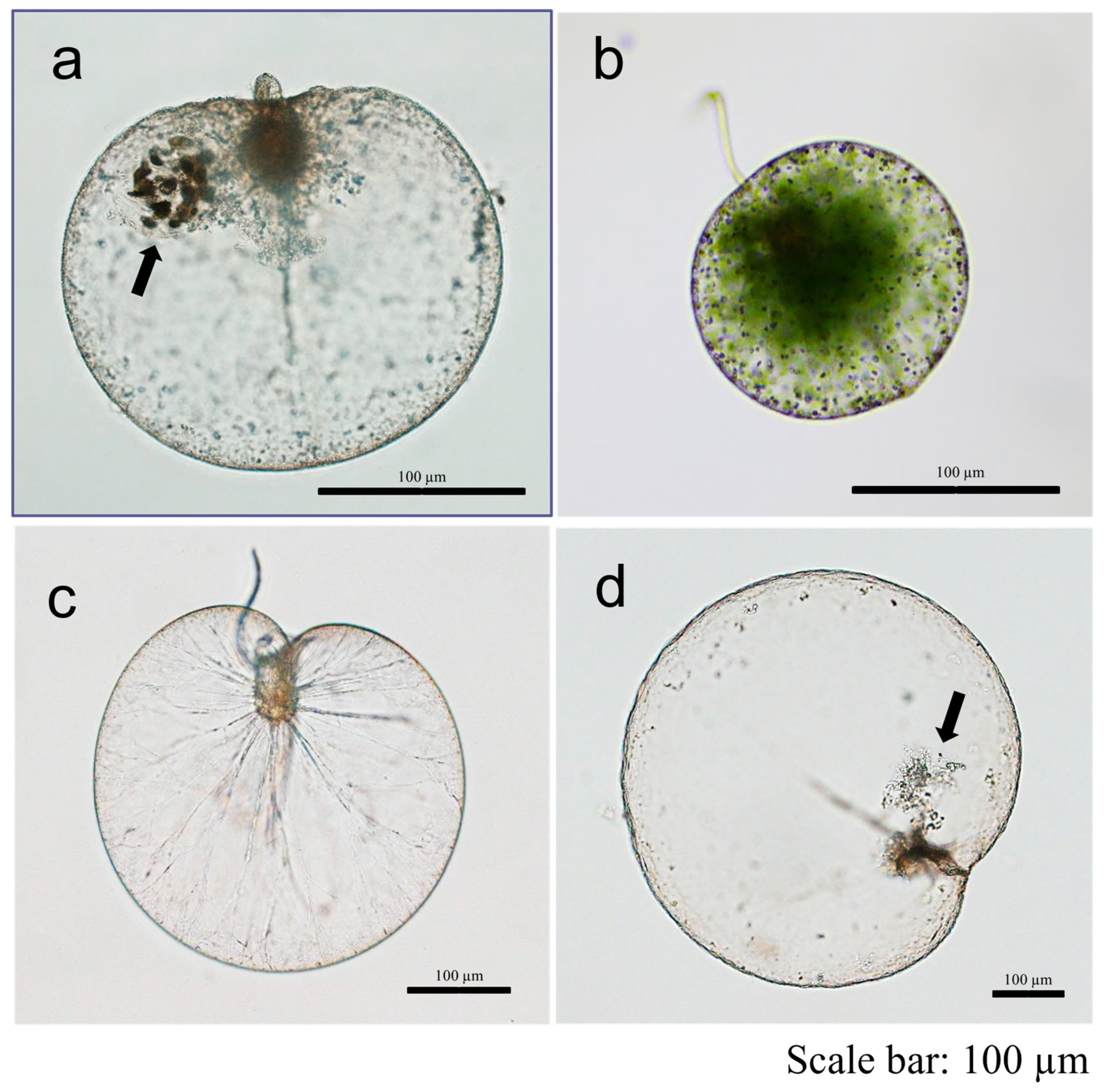 Jmse 13 00866 g003 Jmse 13 00866 g003