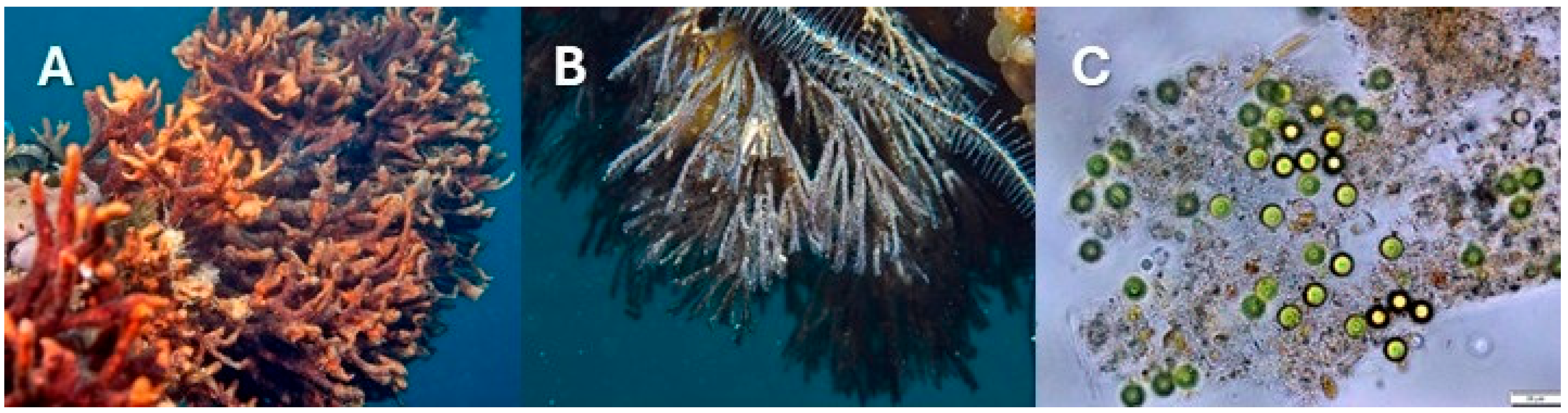 Jmse 13 01052 g001 Jmse 13 01052 g001