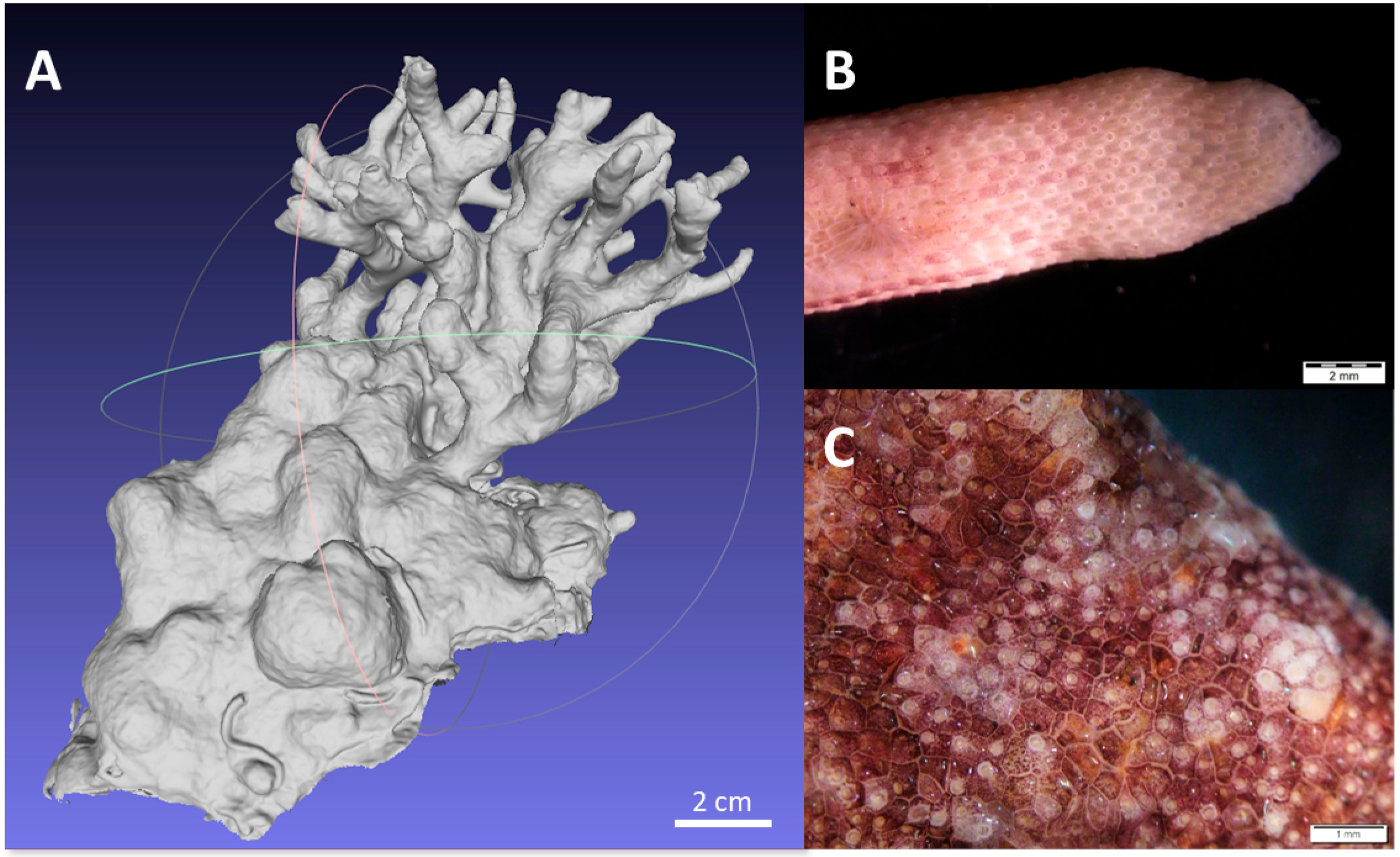 Jmse 13 01052 g009 Jmse 13 01052 g009