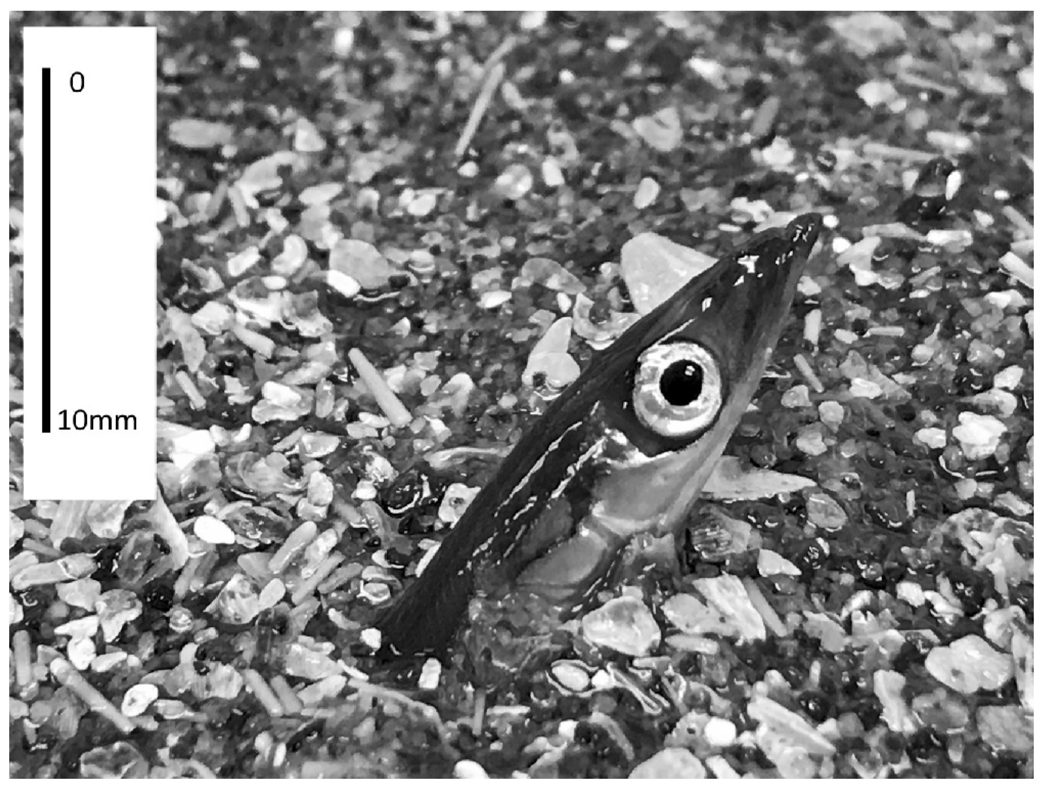 Jmse 13 01469 g002 Jmse 13 01469 g002