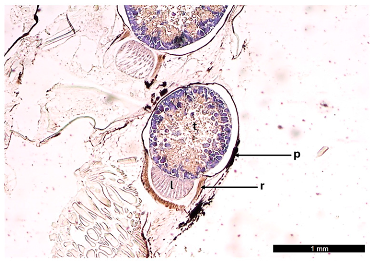 Jmse 13 01534 g002 Jmse 13 01534 g002