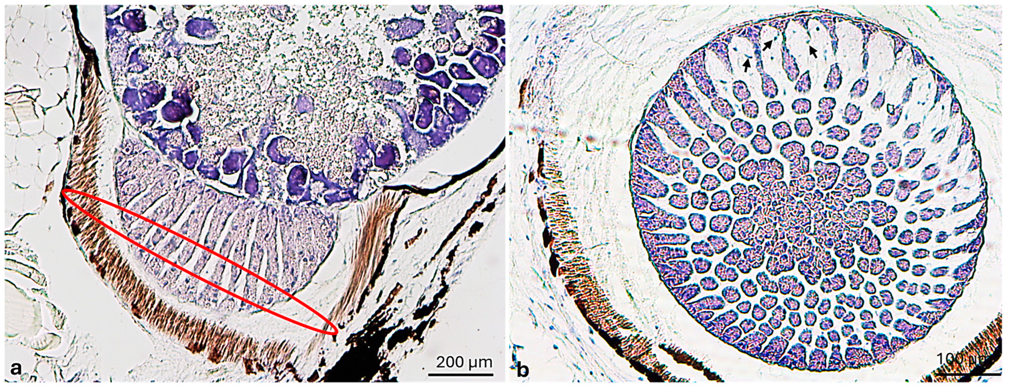 Jmse 13 01534 g004 Jmse 13 01534 g004