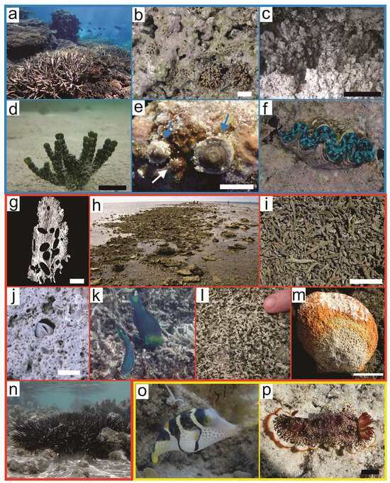 コーラルSP Australia's Two Great Barrier Reefs: What Can ~360 Million