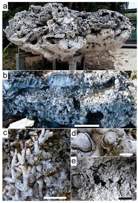 Australia's Two Great Barrier Reefs: What Can ~360 Million Years