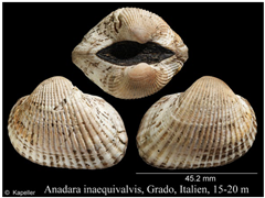 Jmse 13 01693 i001 Jmse 13 01693 i001