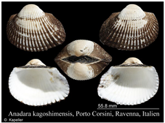 Jmse 13 01693 i002 Jmse 13 01693 i002