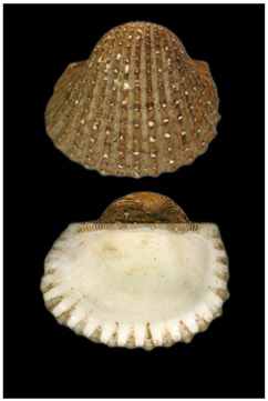 Jmse 13 01693 i003 Jmse 13 01693 i003