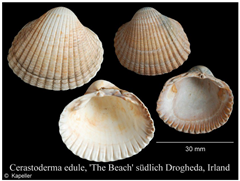 Jmse 13 01693 i004 Jmse 13 01693 i004