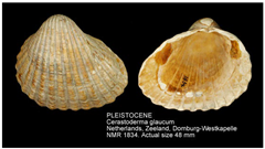 Jmse 13 01693 i005 Jmse 13 01693 i005