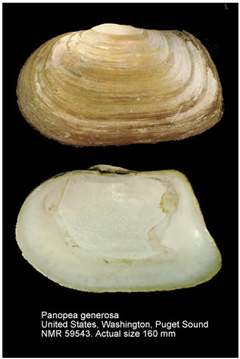 Jmse 13 01693 i006 Jmse 13 01693 i006