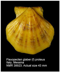 Jmse 13 01693 i007 Jmse 13 01693 i007