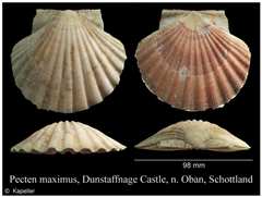 Jmse 13 01693 i008 Jmse 13 01693 i008