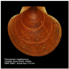 Jmse 13 01693 i009 Jmse 13 01693 i009