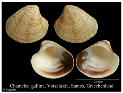 Jmse 13 01693 i011 Jmse 13 01693 i011