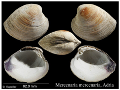 Jmse 13 01693 i012 Jmse 13 01693 i012