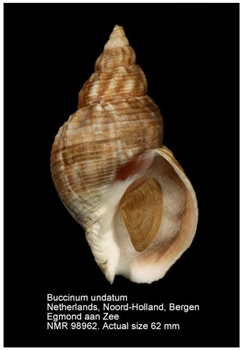 Jmse 13 01693 i014 Jmse 13 01693 i014