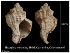 Jmse 13 01693 i015 Jmse 13 01693 i015