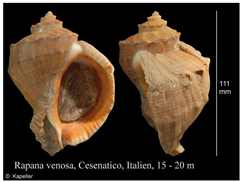 Jmse 13 01693 i016 Jmse 13 01693 i016