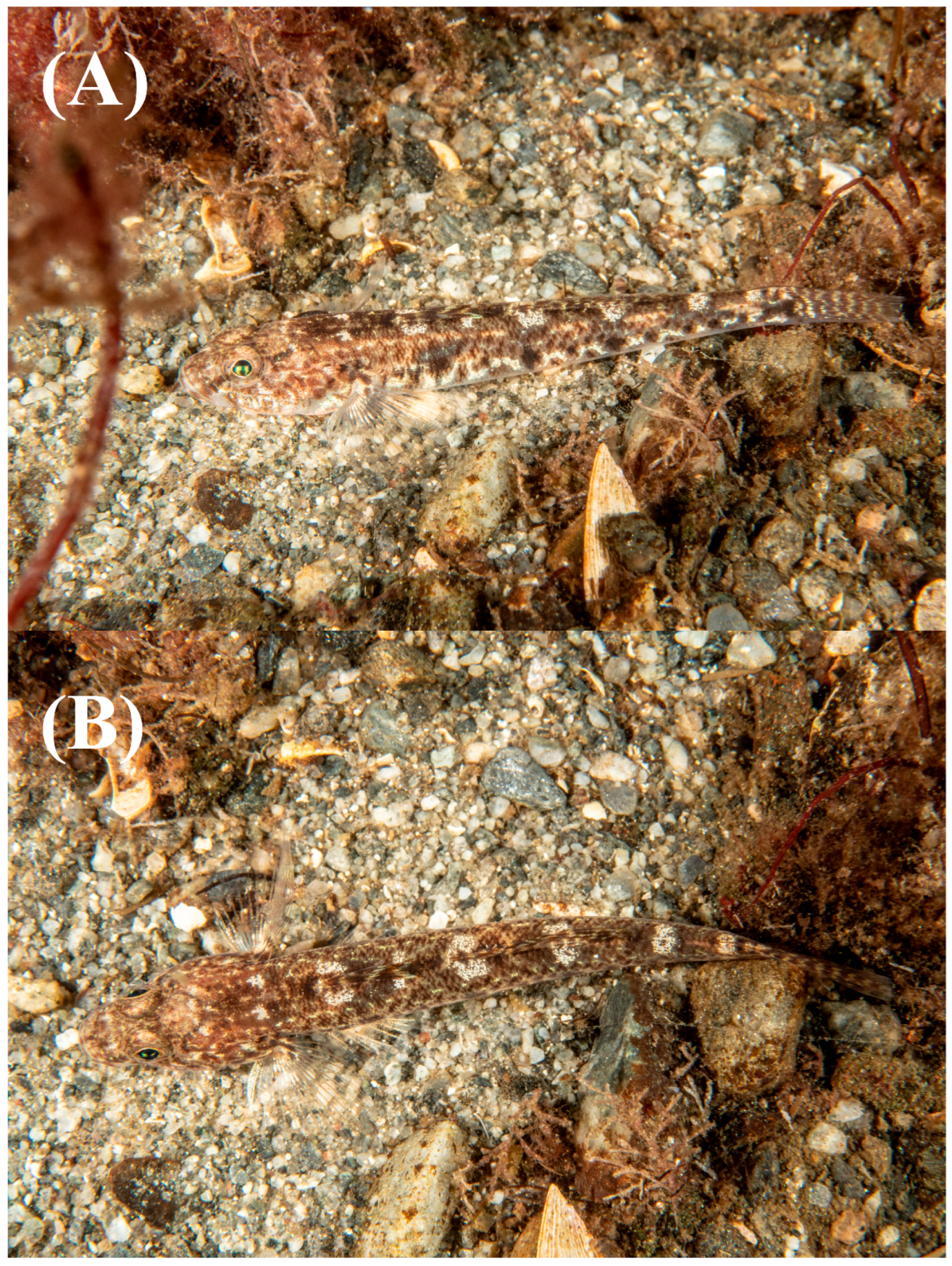 Jmse 13 01932 g001 Jmse 13 01932 g001