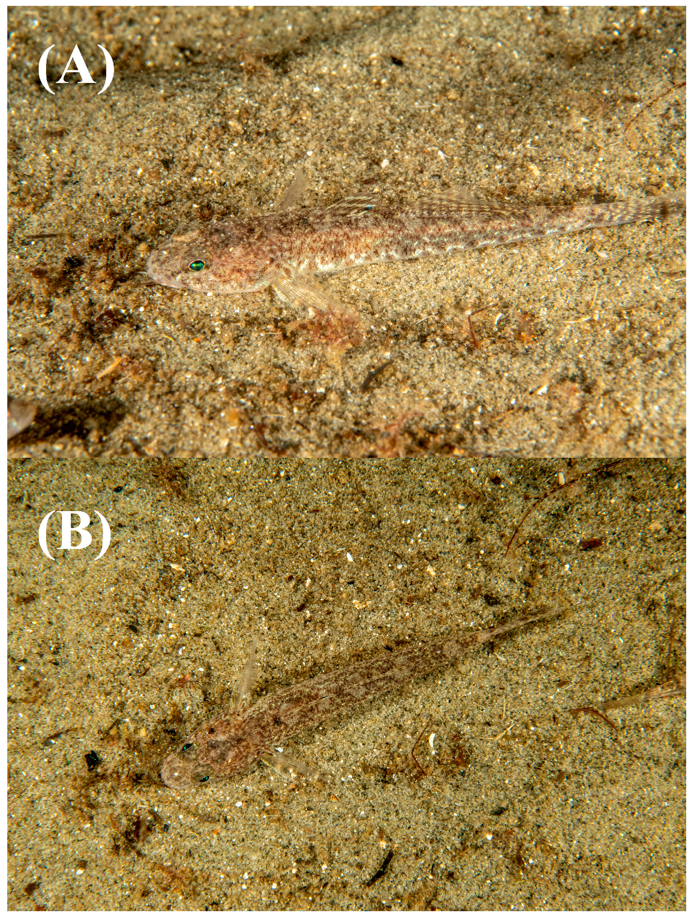 Jmse 13 01932 g005 Jmse 13 01932 g005