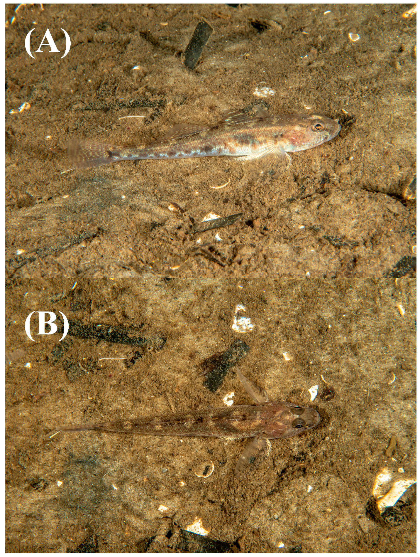 Jmse 13 01932 g006 Jmse 13 01932 g006