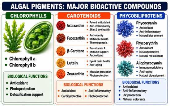 From Marine Algal Bioactives to Scalable Applications: Integrating