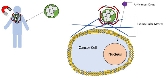 Jnt Free Full Text Use Of Superparamagnetic Iron Oxide Nanoparticles Spions Via Multiple Imaging Modalities And Modifications To Reduce Cytotoxicity An Educational Review Html Jnt Free Full Text Use Of Superparamagnetic Iron Oxide Nanoparticles Spions Via Multiple Imaging Modalities And Modifications To Reduce Cytotoxicity An Educational Review Html