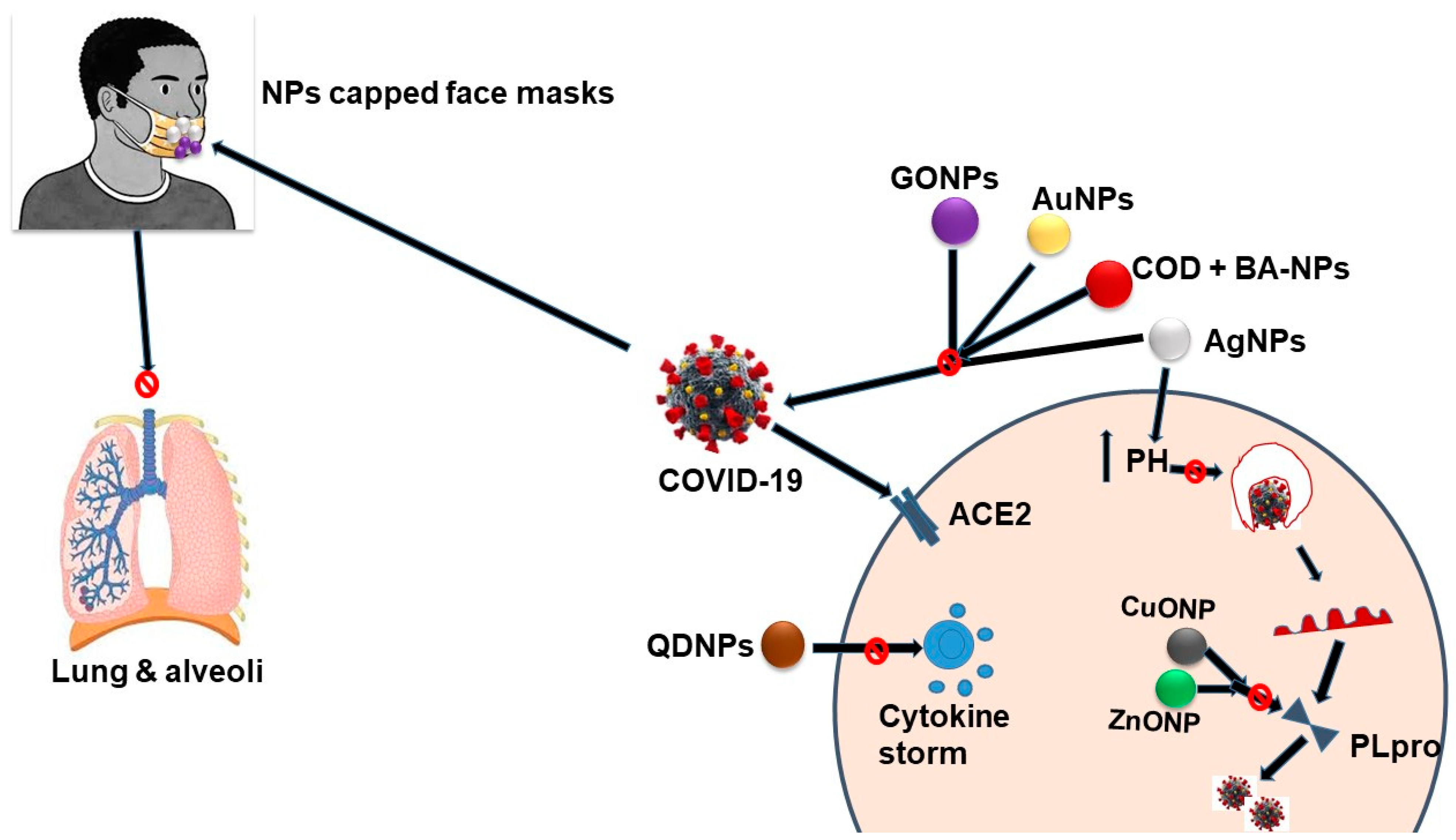 Commonly used techniques for in vivo testing with NPs, which may lead