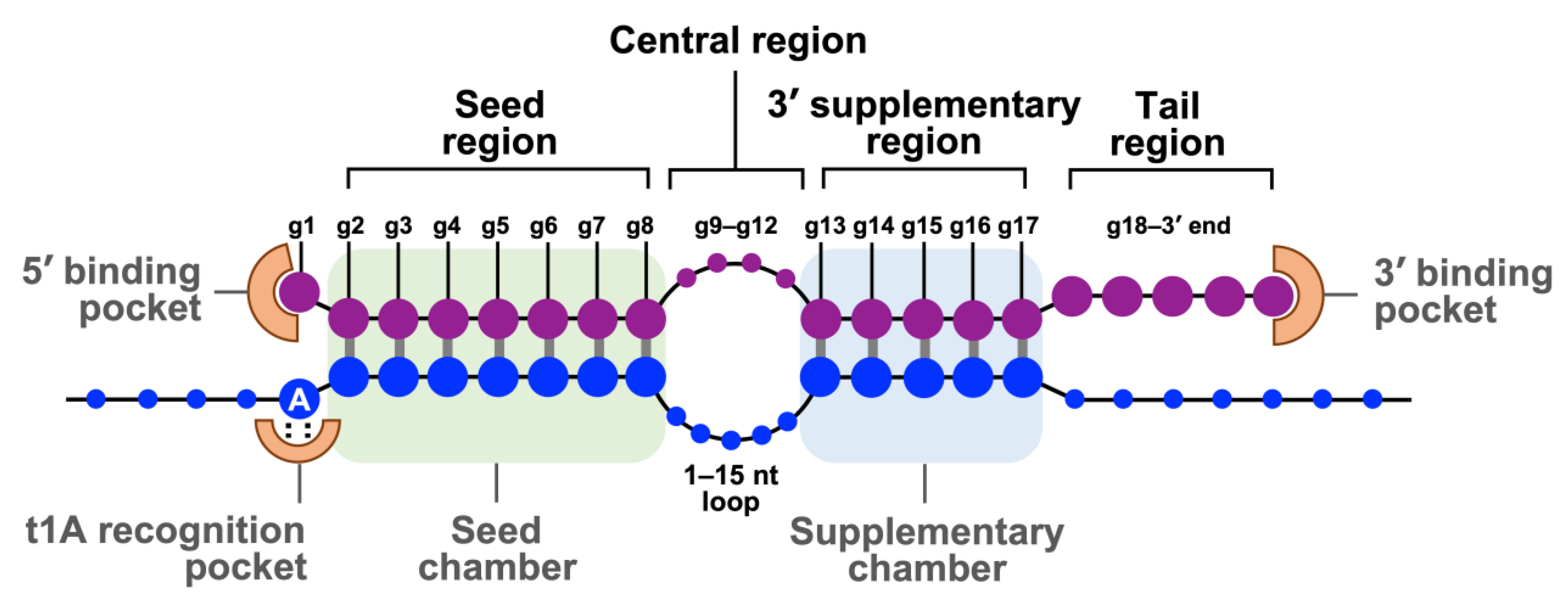 Jnt 04 00009 g002 Jnt 04 00009 g002
