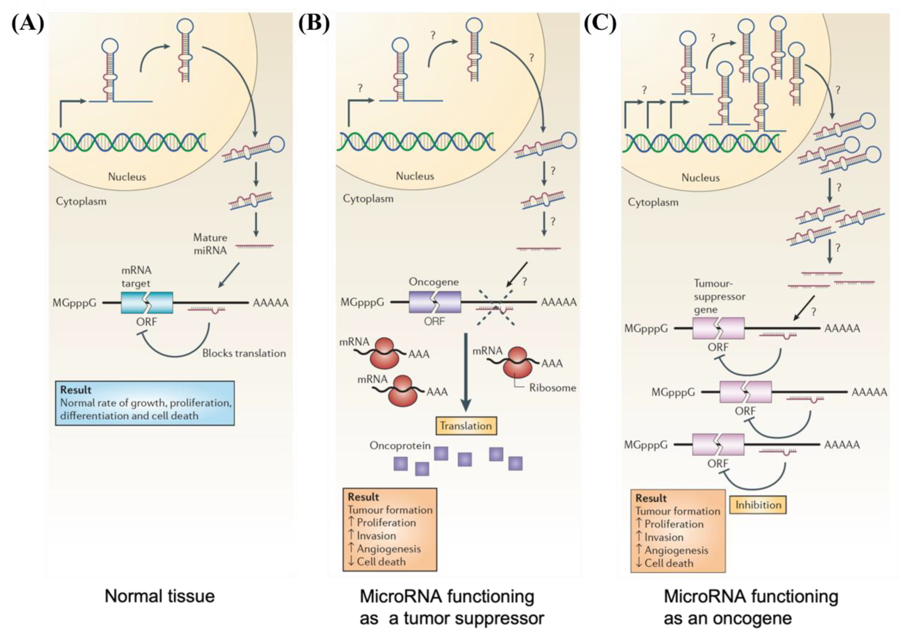 Jnt 04 00009 g003 Jnt 04 00009 g003