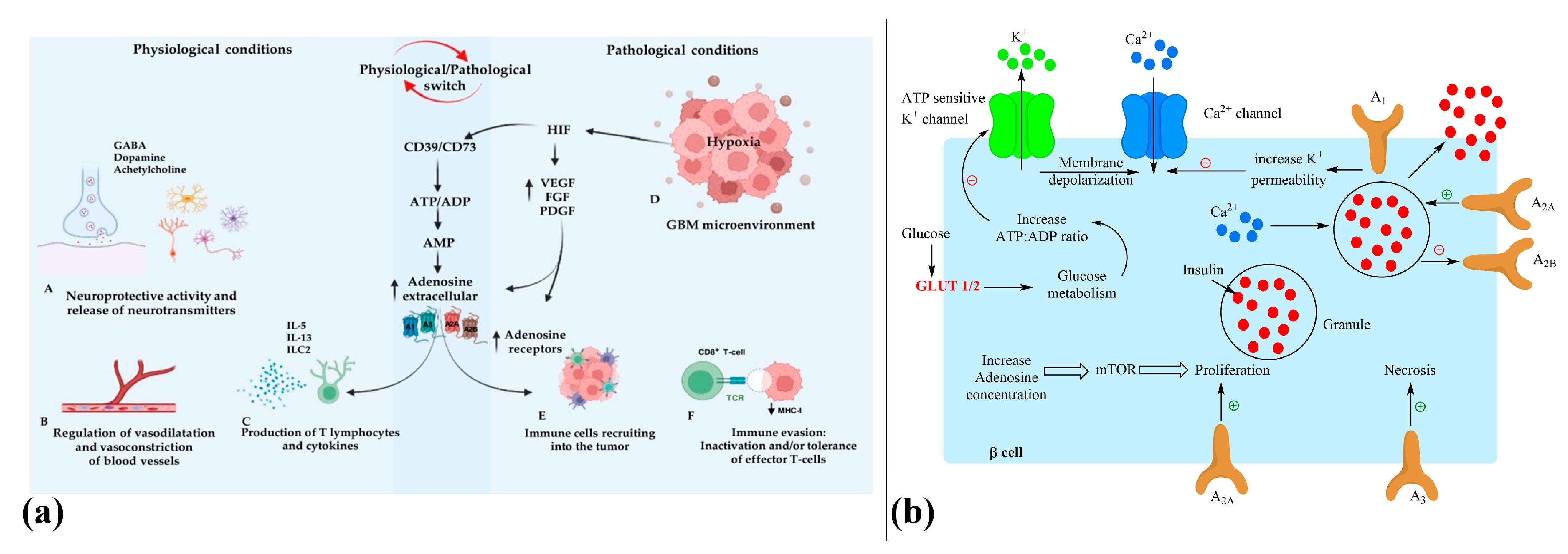 Interplay Between Diabetes, Obesity and Glioblastoma