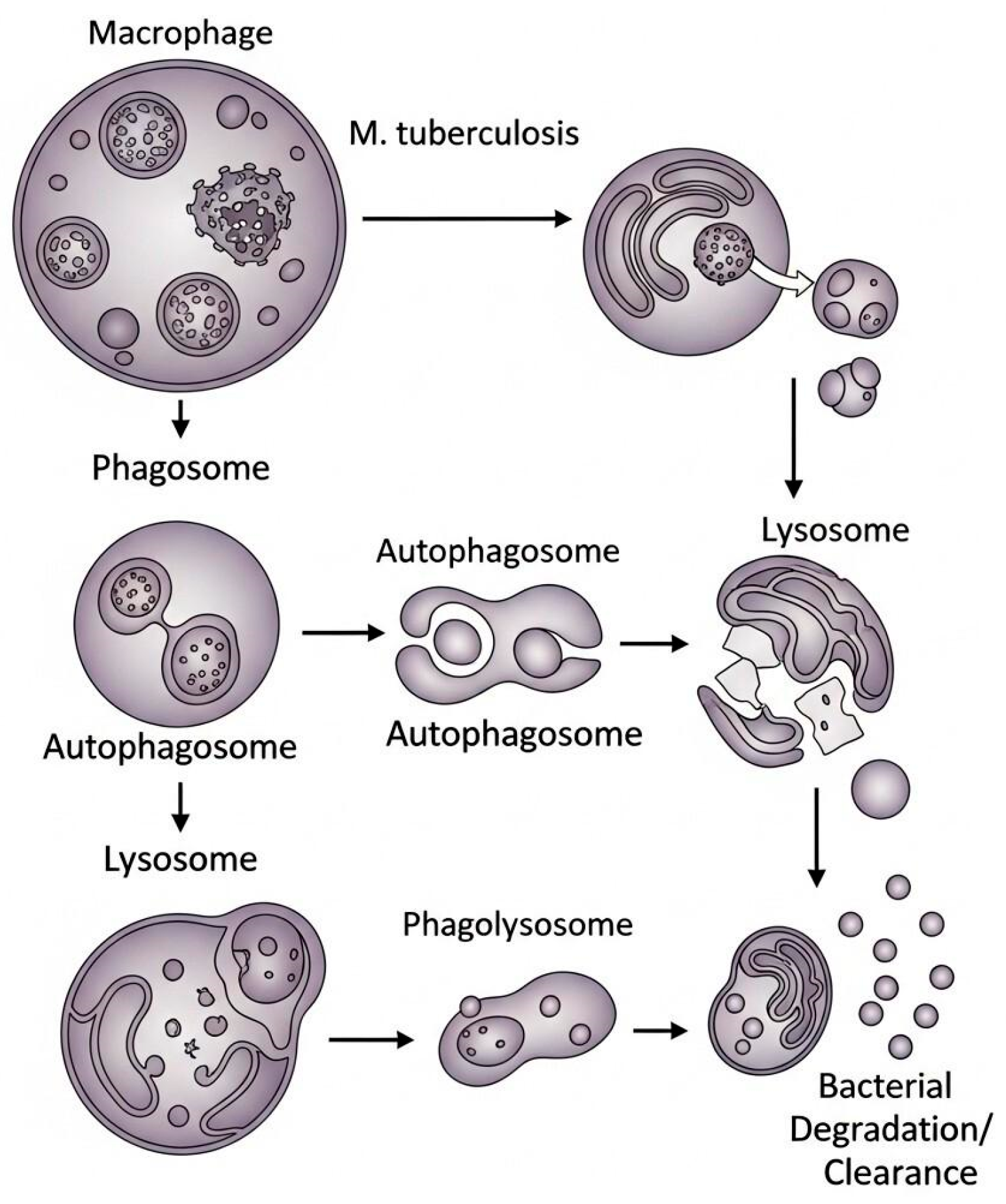 Jnt 06 00033 g005 Jnt 06 00033 g005