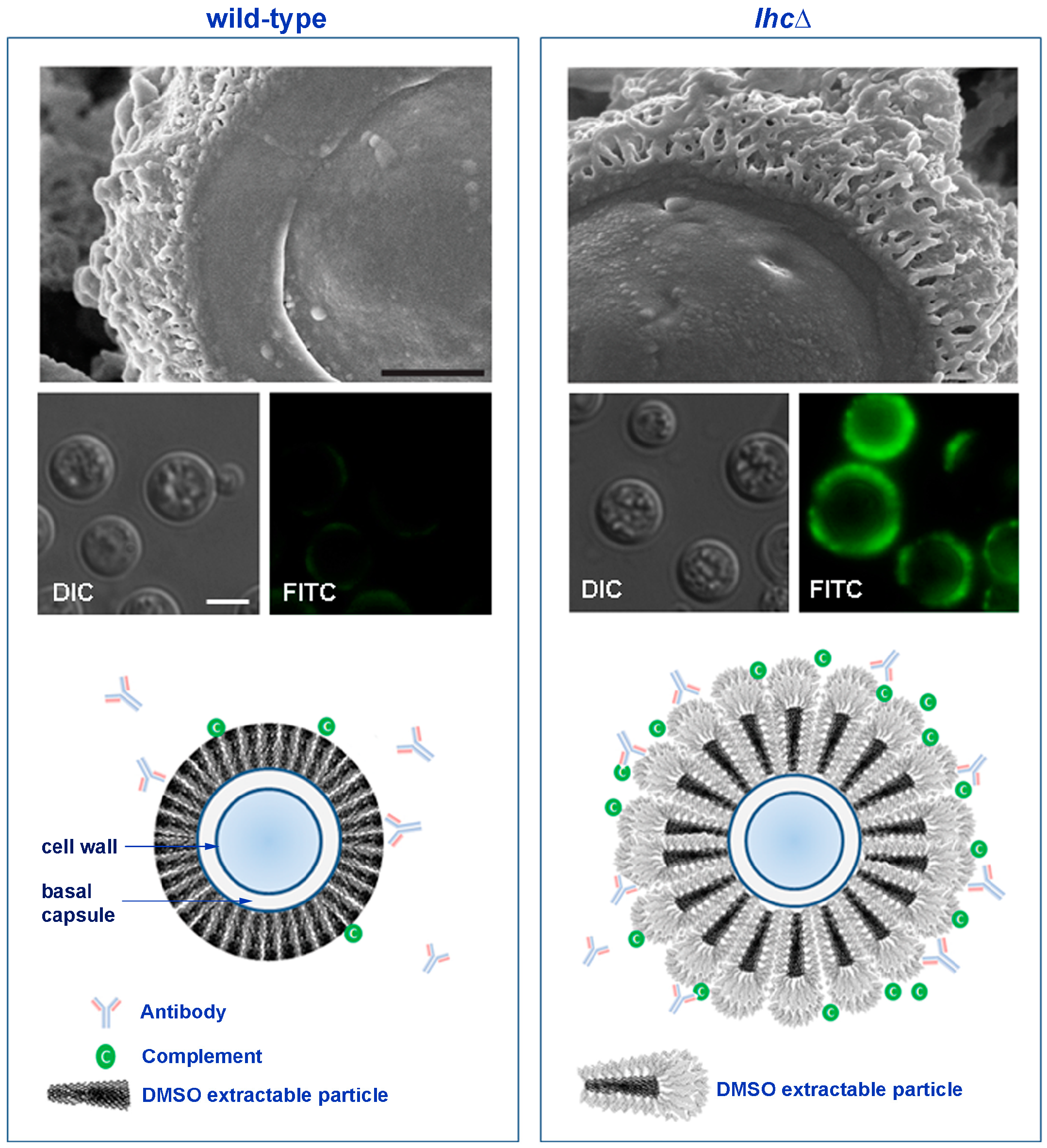 Jof Free Full Text Masking The Pathogen Evolutionary Strategies Of Fungi And Their Bacterial Counterparts Html