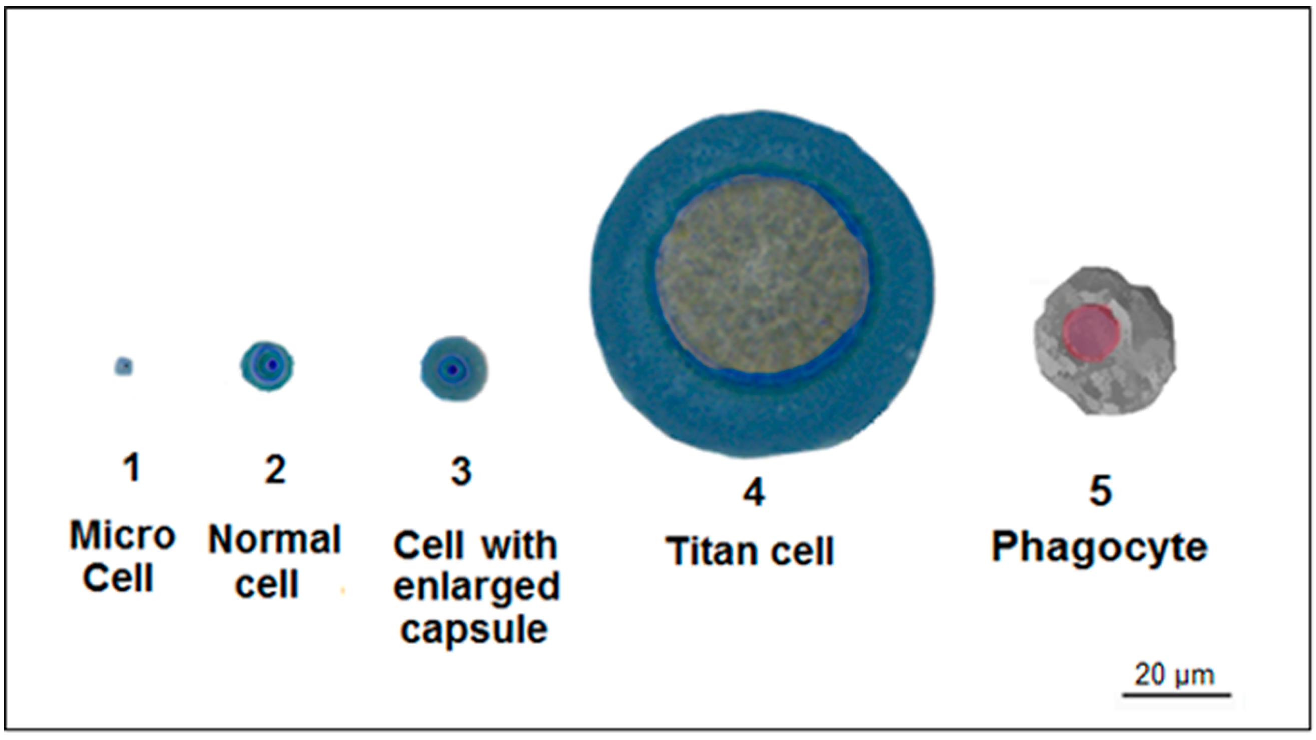 Jof 03 00051 g003 Jof 03 00051 g003