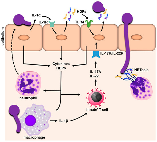 JoF | Free Full-Text | Innate Immunity to Mucosal Candida ...