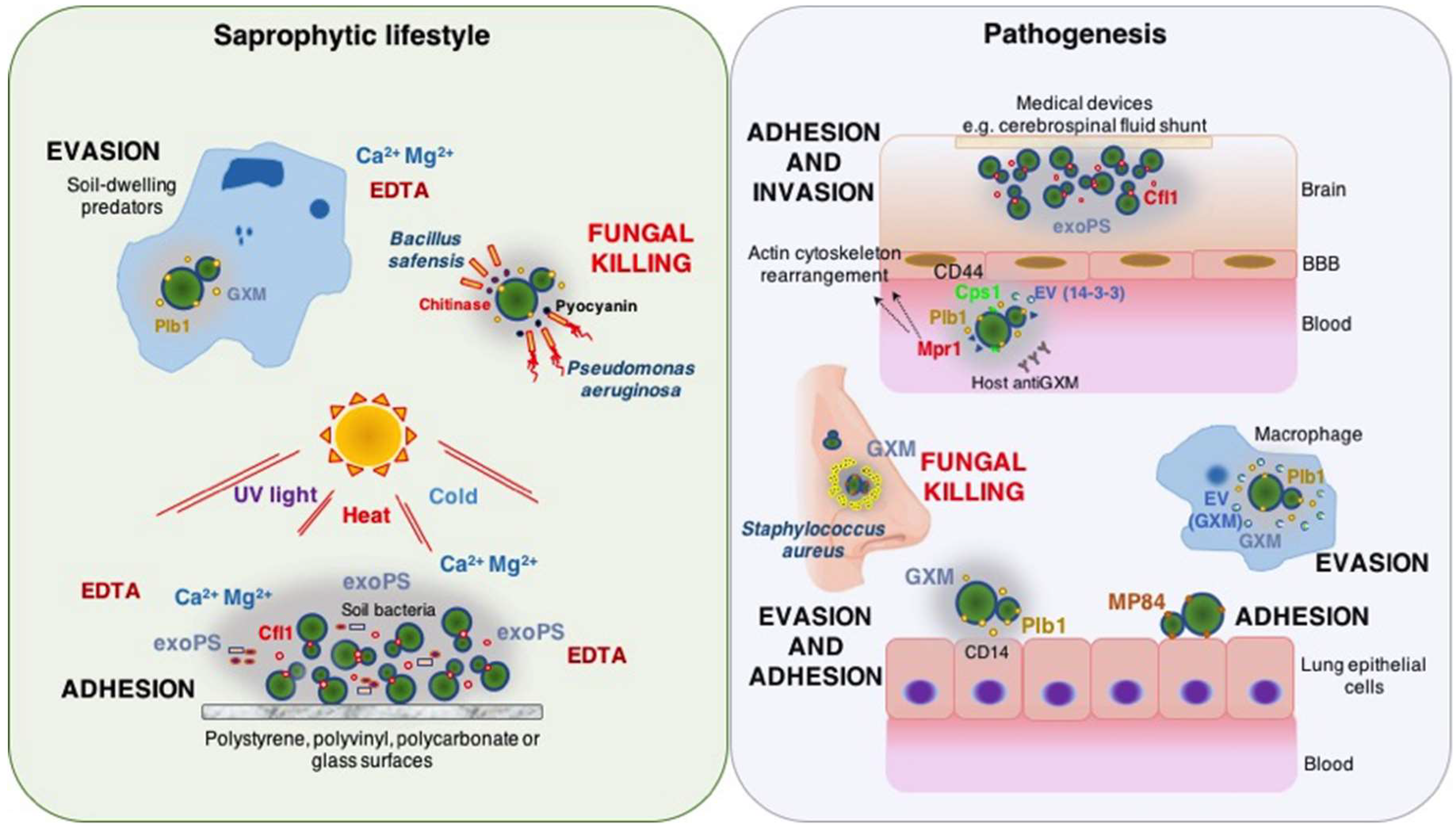 Jof 04 00088 g001 Jof 04 00088 g001