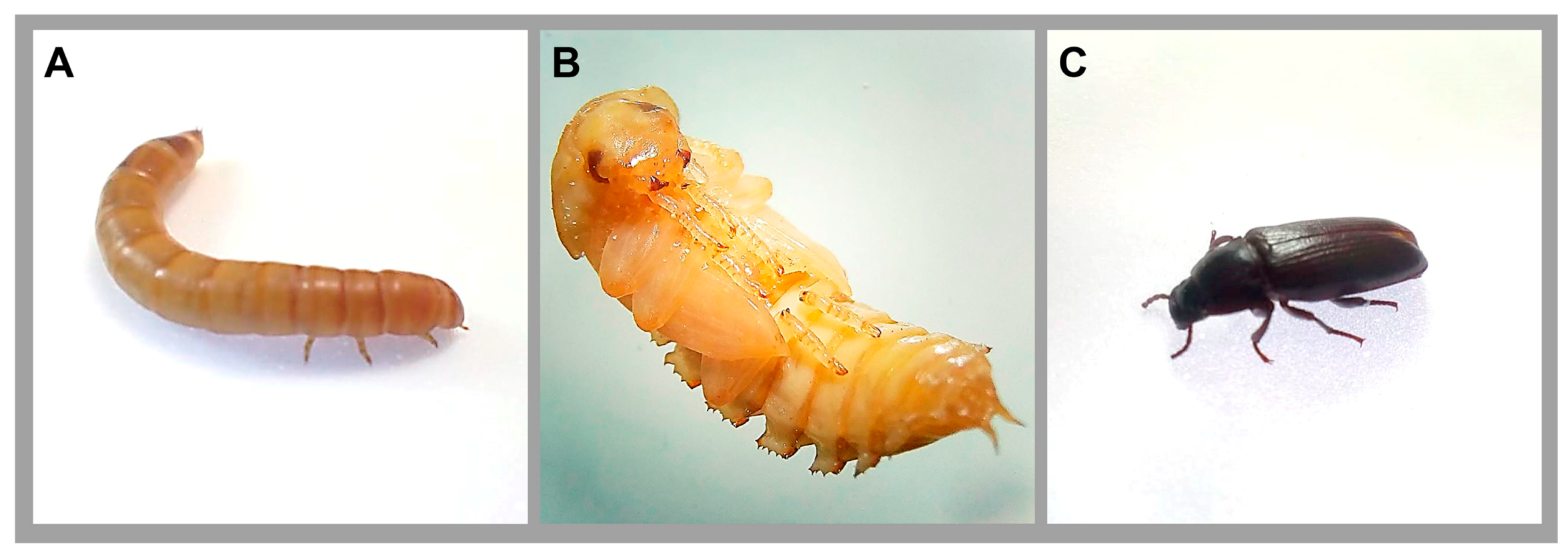 Jof 04 00125 g001 Jof 04 00125 g001