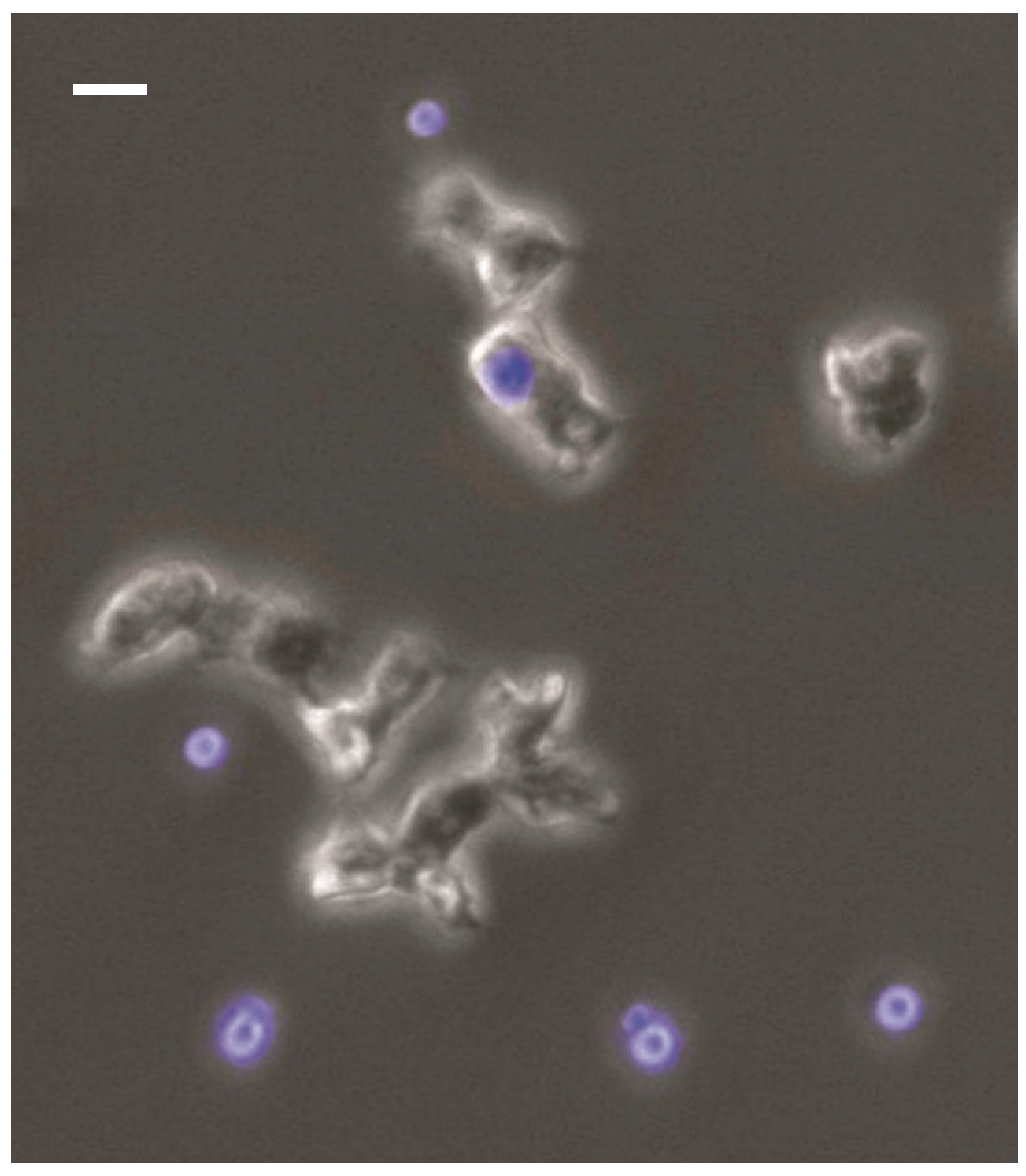 Jof 05 00010 g001 Jof 05 00010 g001