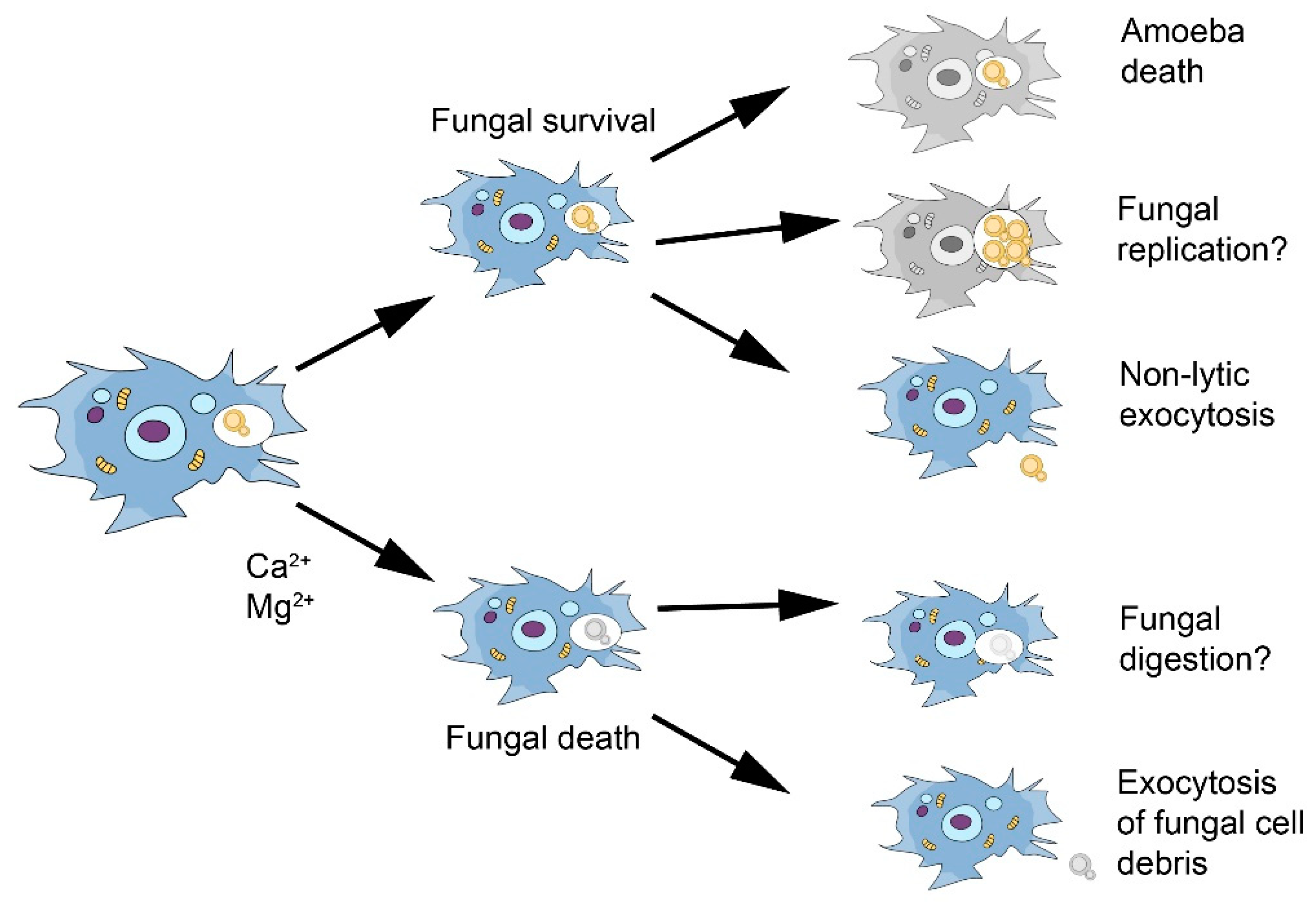 Jof 05 00010 g002 Jof 05 00010 g002