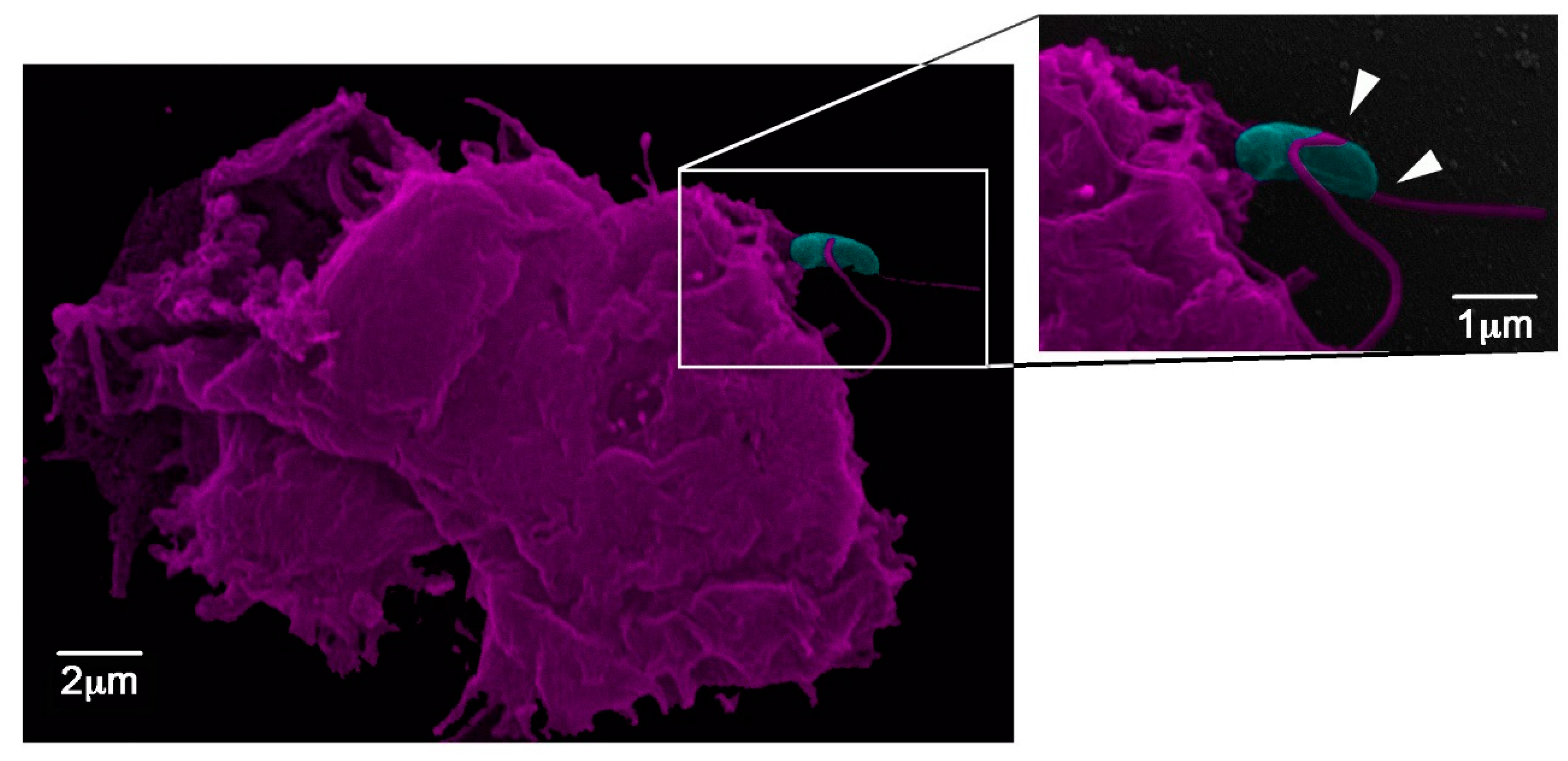 Jof 05 00010 g003 Jof 05 00010 g003