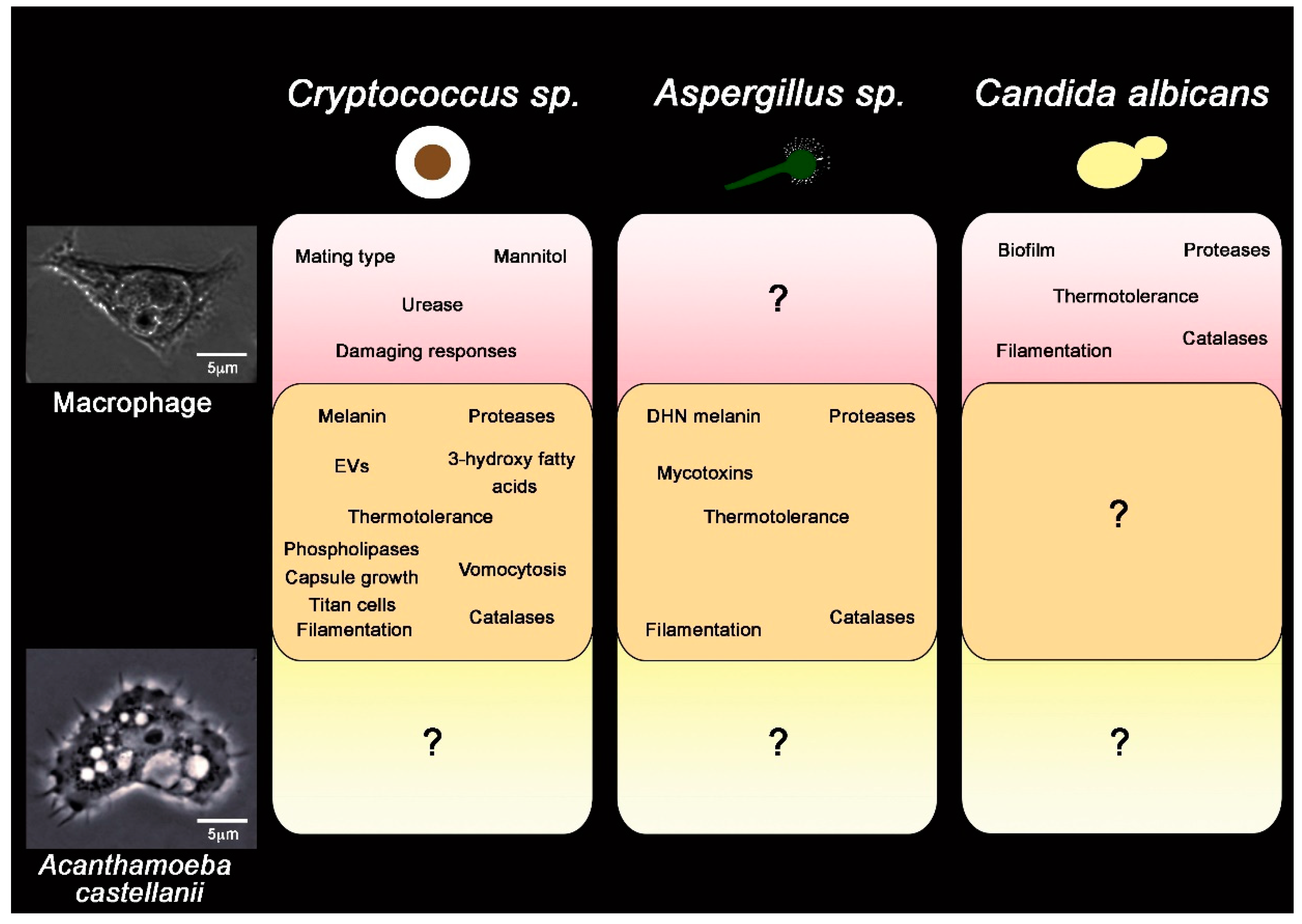 Jof 05 00010 g004 Jof 05 00010 g004