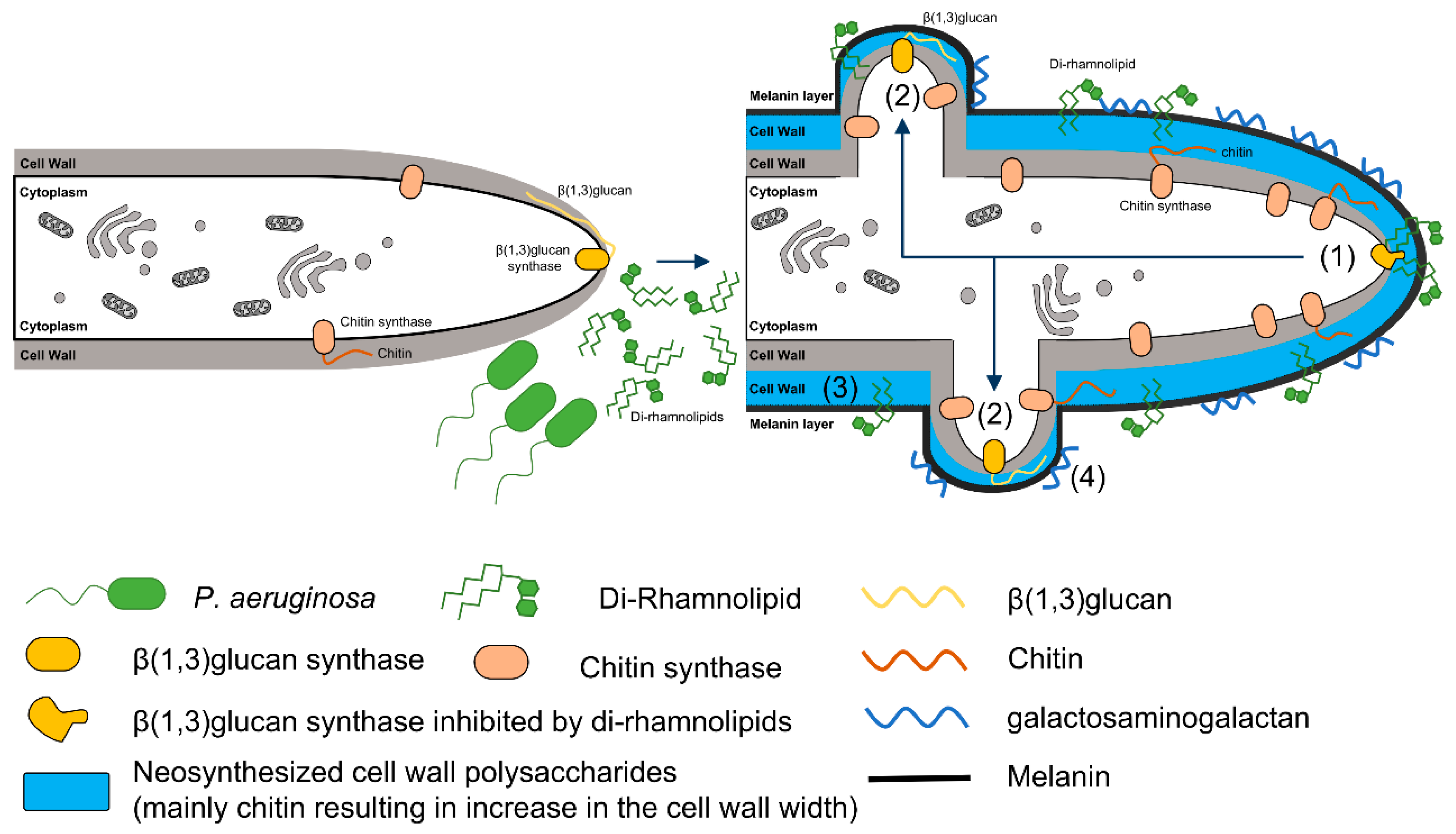 Jof 05 00048 g001 Jof 05 00048 g001