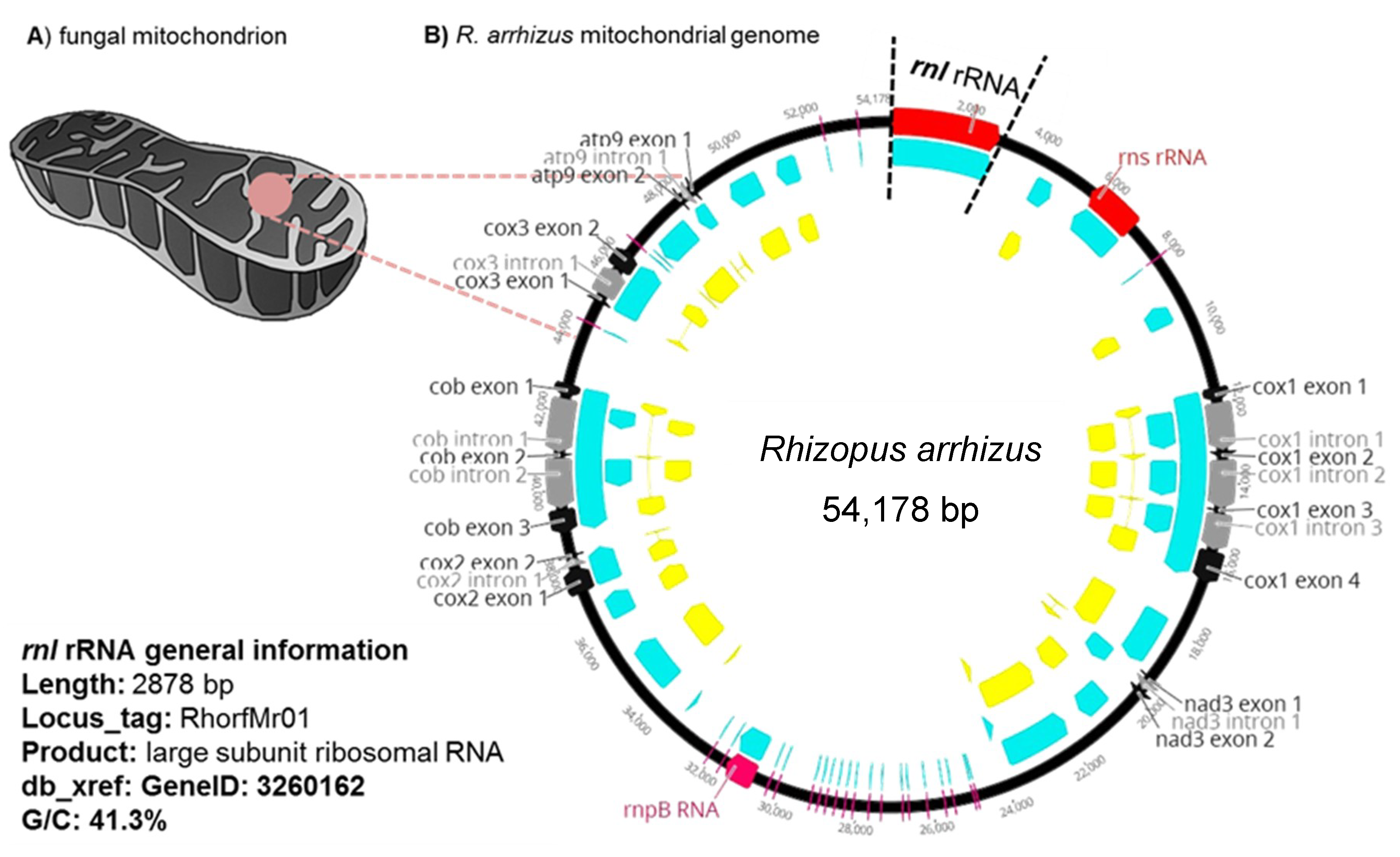 Do Fungi Have Mitochondria slidesharetrick